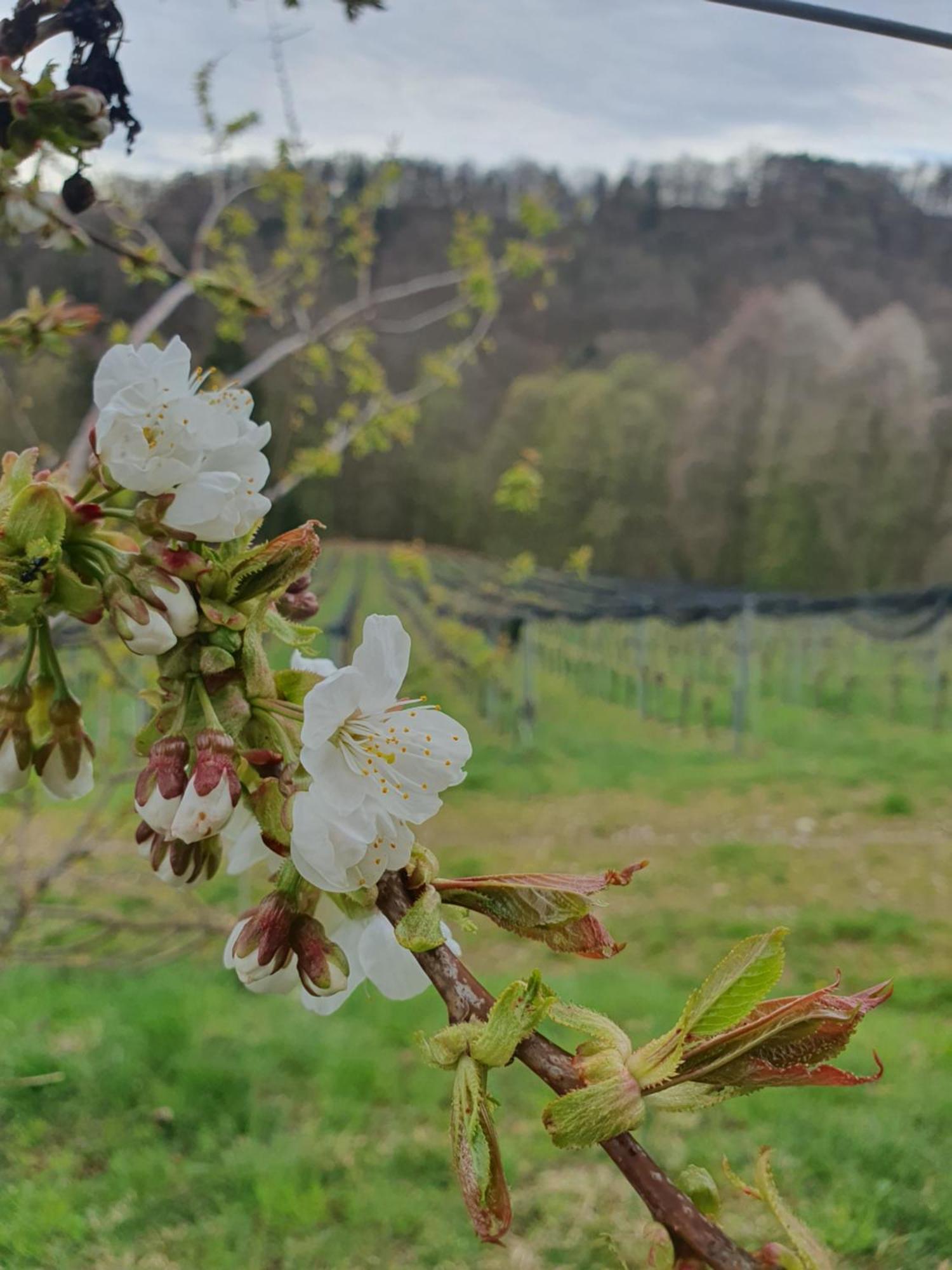 Apartamento Weingut Pugl Leibnitz Exterior foto